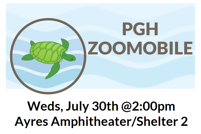 Zelienople Library Illustration of a green turtle swimming with text 